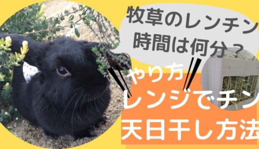 再利用 うさぎがチモシー散らかす原因と改善方法は 散らからない牧草入れも紹介 Hanahuwaうさぎ 再利用 うさぎがチモシー散らかす原因と改善方法は 散らからない牧草入れも紹介 Hanahuwaうさぎ