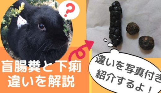 うんこ写真集 うさぎの盲腸便と下痢と軟便の違いは 臭い糞 黒い糞 粘液便 盲腸便 タール便 血便 画像でうんちチェック