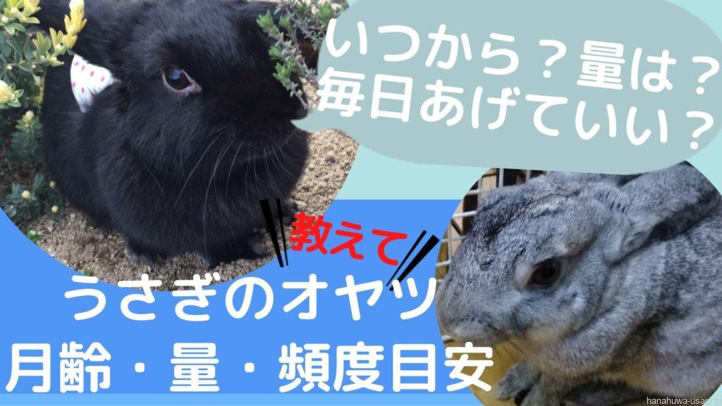 あげすぎ注意 うさぎのおやつはいつから 頻度は どのくらい与えていいのか目安量を紹介 Hanahuwaうさぎ