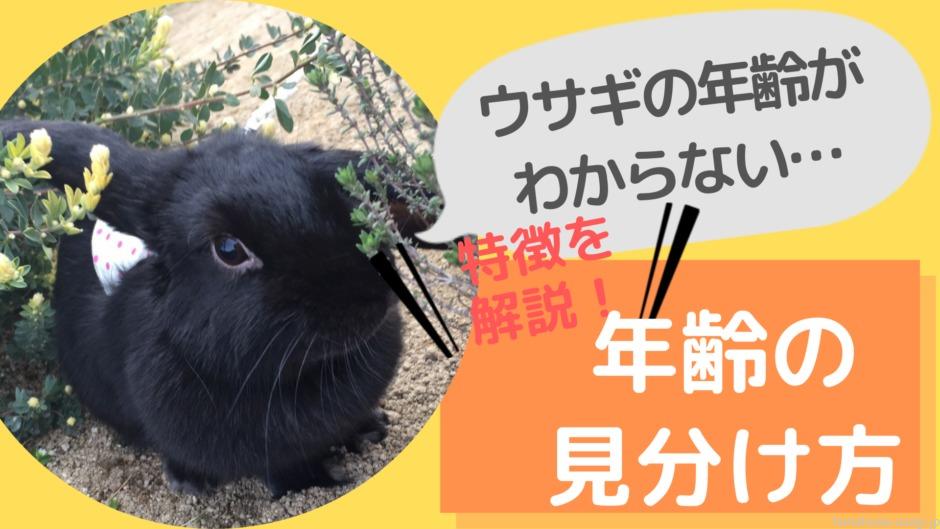 うさぎの年齢がわからない 見分け方コツ を年齢別の特徴から解説 Hanahuwaうさぎ