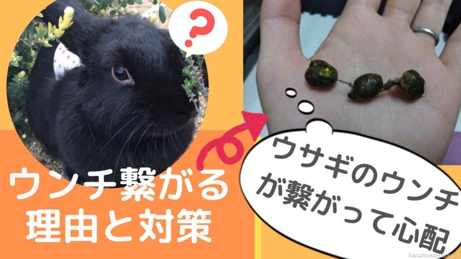 うさぎ糞 うんち が繋がる原因とは 数珠便の対処法と予防改善策を紹介します Hanahuwaうさぎ うさぎ糞 うんち が繋がる原因とは 数珠便の対処法と予防改善策を紹介します Hanahuwaうさぎ