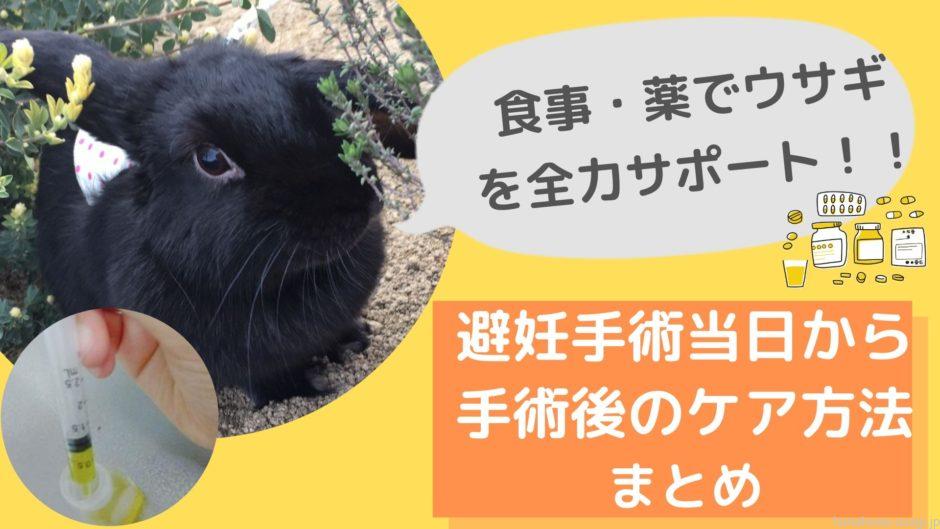 うさぎ避妊手術後気をつけること 体験レポ 食事 薬の注意点とは Hanahuwaうさぎ うさぎ避妊手術後気をつけること 体験レポ 食事 薬の注意点とは Hanahuwaうさぎ