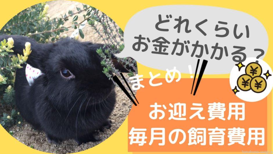 いくらで飼える うさぎ飼育にかかる 初期費用と毎月費用 お金の目安 内訳を解説 Hanahuwaうさぎ