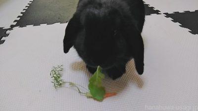 あげすぎ注意 うさぎのおやつはいつから 頻度は どのくらい与えていいのか目安量を紹介 Hanahuwaうさぎ