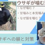 【やめて欲しい】うさぎの本気噛みと甘噛みの理由とは?噛み癖への対策としつけ方法を解説