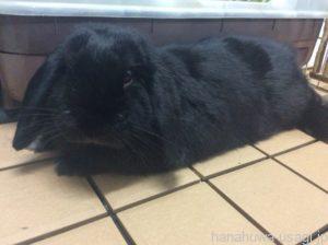 抱っこ練習①抱っこ嫌い克服には長期戦を覚悟