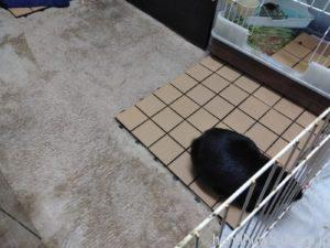 うさぎの部屋んぽは「広くする」よりも「毎日する」の方が重要！