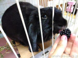 うさぎのおやつ量の目安