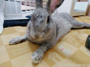 メリット④うさぎは一人遊びの達人！外散歩も不要