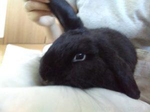 うさぎ性ホルモンの影響が減って性格が穏やかになる