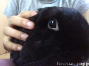 うさぎ普通の糞（硬糞）を食べないように躾できる？