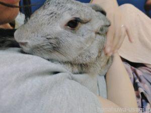 3代目うさぎ（ミニウサギ）の性格となつきやすさ