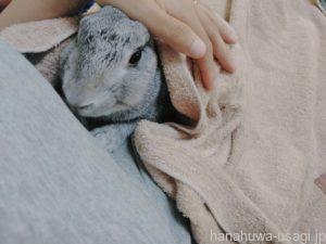 うさぎ撫でたあとに毛づくろい＝ナデナデが嫌ではない