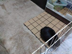 うさぎ部屋んぽ床材「厚手の絨毯」