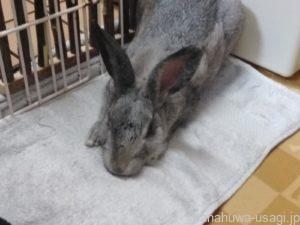 《結論》うさぎ撫でると頭を下げる＝たくさんナデナデでOK！