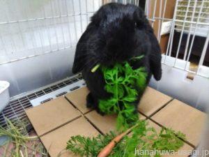 体の小さなウサギだからオヤツ選びは慎重に