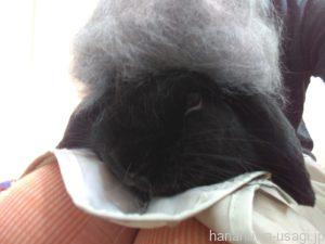 うさぎ換毛期間中に必要な換毛期対策とは？