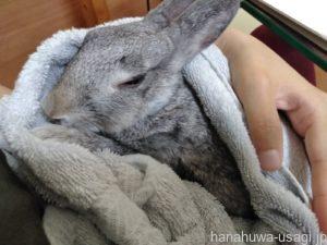 うさぎ鼻つんつん後に逃げる＆噛んでくる時は？