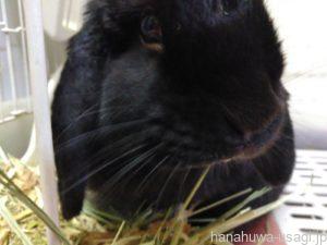 ②うさぎ牧草の摂取量が少ないなら「おやつ量を見直す」