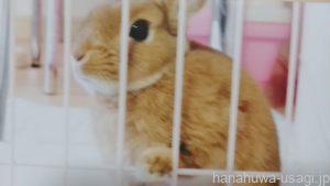 【実体験】11年間1度も耳掃除したことないけどうさぎの耳はキレイだった