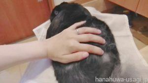 ①うさぎ冬は温度だけではなく湿度にも注意する