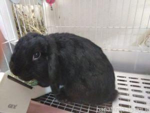 避妊手術したメスうさぎは肉垂ができない？