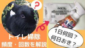 《1日何回？何日おき？》うさぎトイレ掃除頻度と回数を解説