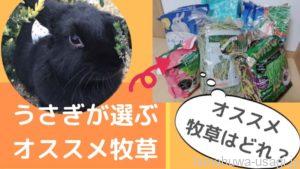 《お試しあり1,000円～》うさぎおすすめ牧草チモシー5選！好みの牧草を見つける選び方も伝授