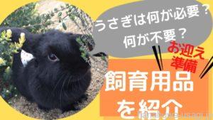 《初心者向け》うさぎお迎え準備チェックリスト～実際の飼育用品と部屋レイアウトを紹介します