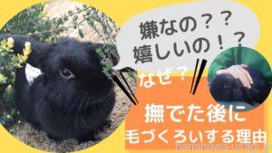 《嫌なの！？》うさぎ撫でたあとに毛づくろいする理由～ナデナデ後に毛づくろいする時の気持ちとは？