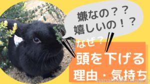《実は嬉しい！》うさぎ撫でると頭を下げる理由～思わず体を低くしてしまう時の気持ちとは？