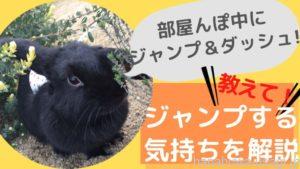 【ご機嫌MAX】うさぎが急に走るジャンプする意味とは？ダッシュで走り回る気持ちを解説