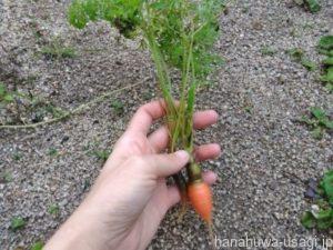 うさぎ糖分が多い野菜と果物のあげすぎは「虫歯や肥満リスク」を高める