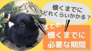 いつから懐く？甘えてくれる？うさぎがなつくまでに「必要な期間」を解説
