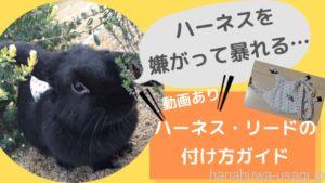 うさぎがハーネスを嫌がる…動画あり《上手なハーネス・リードの付け方》ガイド
