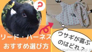 うさぎが喜ぶ散歩用ハーネス・リードおすすめ選び方～自由にのびのび「うさんぽ」させたい方必見！