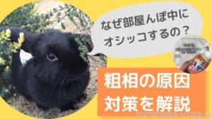 うさぎが部屋んぽ中にトイレ外でオシッコする…粗相原因と対策を5つ紹介します！