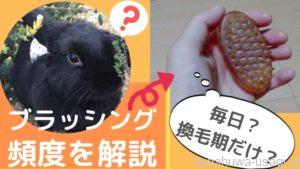うさぎのブラッシングは毎日？換毛期だけ？お手入れ頻度と回数を解説