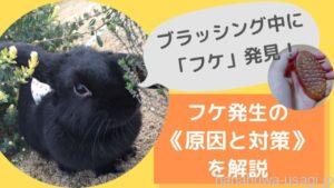 うさぎの換毛期中にフケ発見！フケ発生の《原因と対策》を解説します