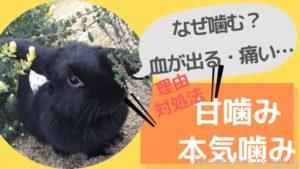 うさぎなぜ噛む？《甘噛み・本気噛み》意味としつけ方法を解説