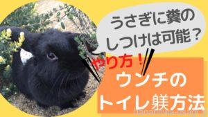 うさぎ糞のトイレしつけ方法は？部屋んぽ中あちこちでウンチするのを改善したい！