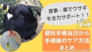 うさぎ避妊手術後気をつけること《体験レポ》食事・薬の注意点とは？
