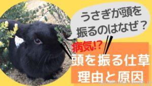 うさぎ頭を振りながらジャンプする理由とは？病気なの？どんな気持ちなのか解説！