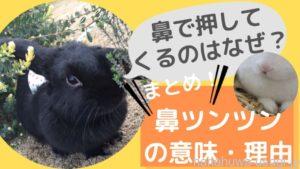 うさぎ鼻でツンツンしてくる意味《嬉しい？嫌？》飼い主を鼻で押してくる理由とは！？
