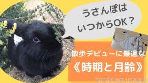 うさんぽはいつからOK？うさぎの散歩デビューに最適な《時期と月齢》を解説