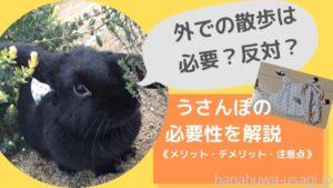 うさんぽは必要？反対？《メリット・デメリット・危険》うさぎ外散歩の必要性を解説