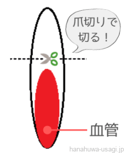画像でわかる！うさぎの爪切り長さの目安