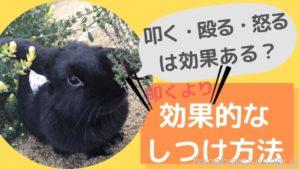 問題行動改善！うさぎ《叩く・殴る・怒る》より効果絶大なしつけ方法