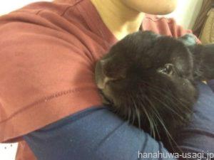 なつくまでの道のり④生後8～12ヶ月