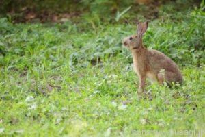 うさぎに爪切りはなぜ必要？伸ばしっぱなしはダメ？